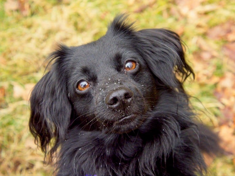 Gait, a Markiesje tested with EmbarkVet.com