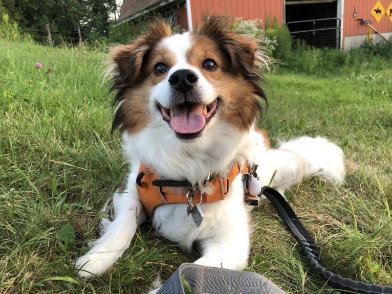 Cooper, an Australian Cattle Dog and Shih Tzu mix tested with EmbarkVet.com