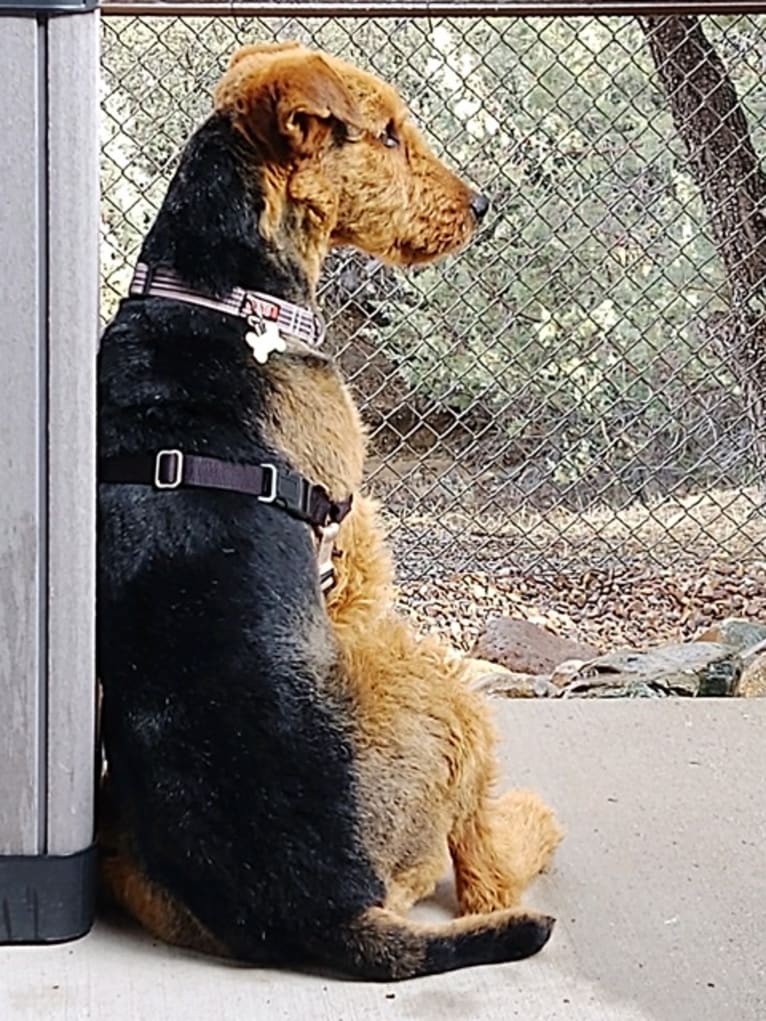 Winston, an Airedale Terrier tested with EmbarkVet.com