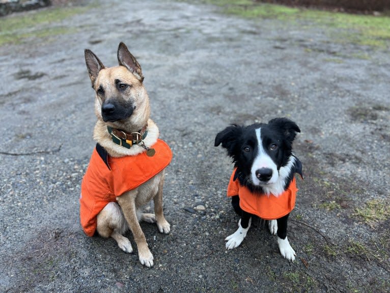 DDF Arlo, a Border Collie tested with EmbarkVet.com