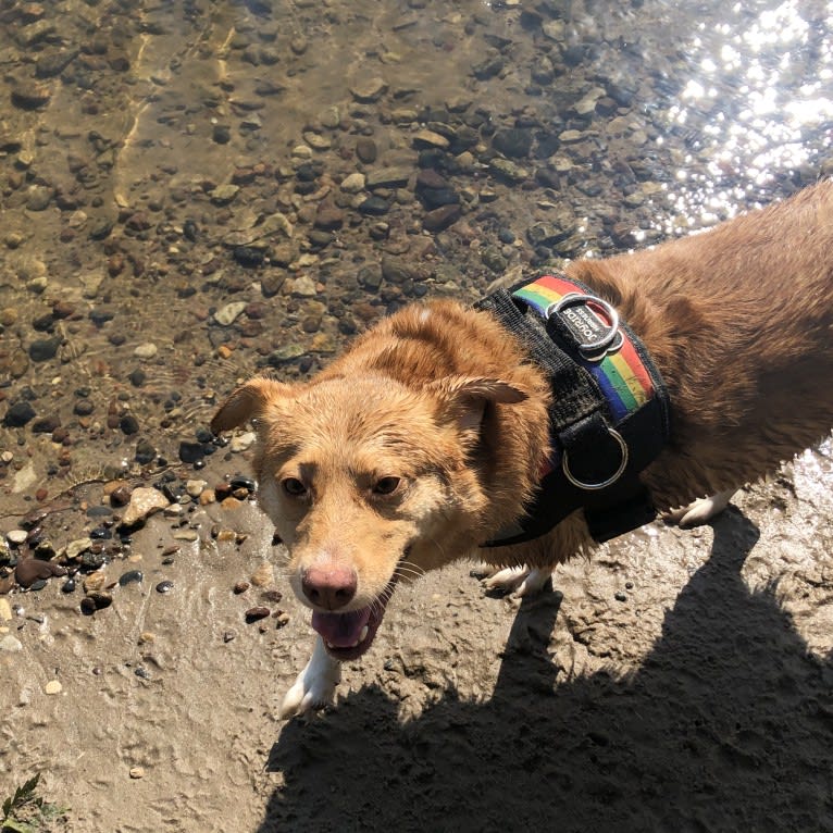 Minnie, an Australian Cattle Dog and German Shepherd Dog mix tested with EmbarkVet.com