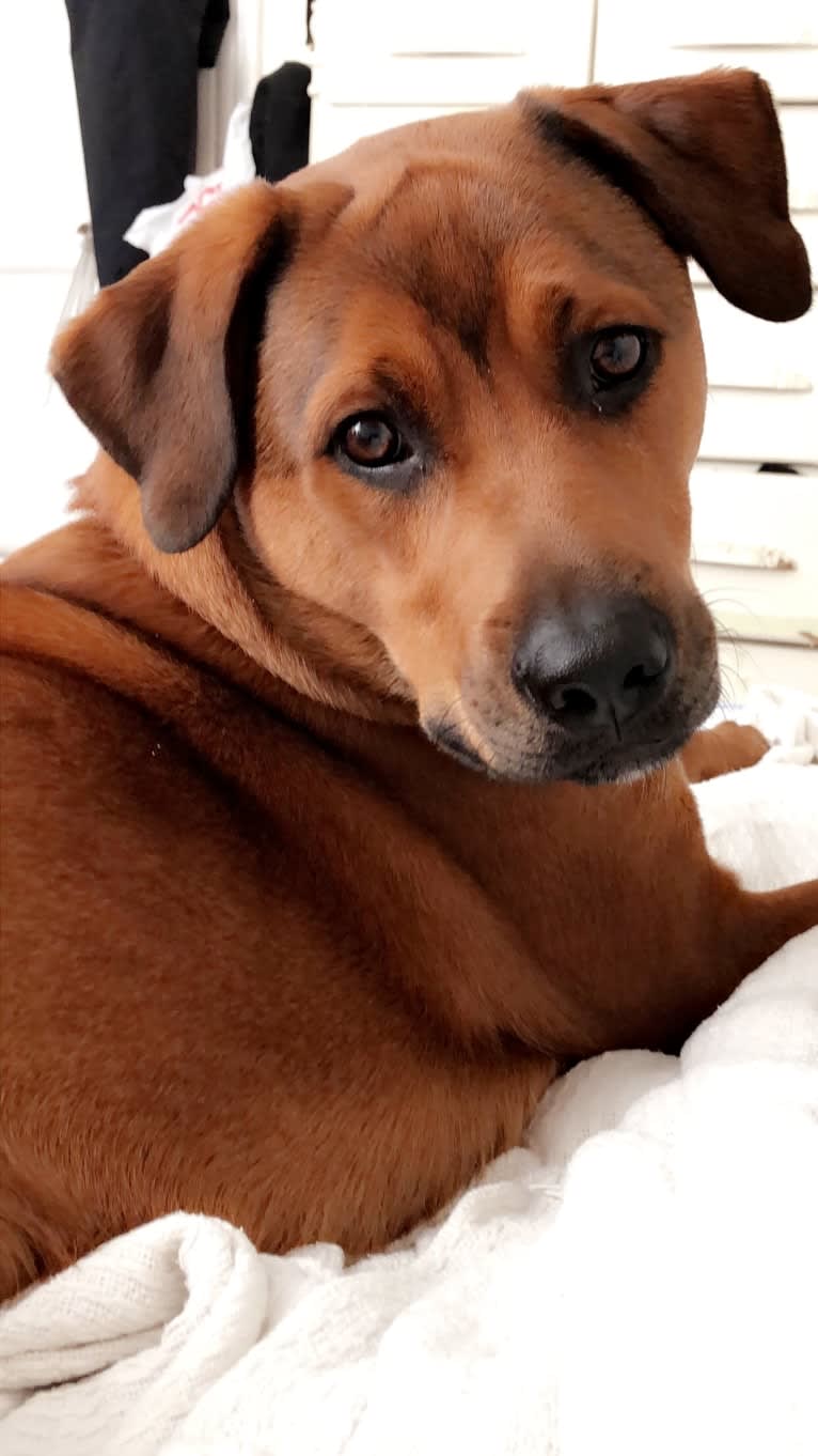 Beau, a Labrador Retriever and German Shepherd Dog mix tested with EmbarkVet.com