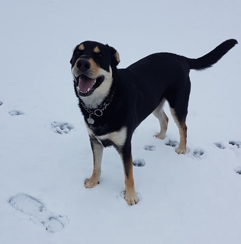 Jack, a Labrador Retriever and German Shepherd Dog mix tested with EmbarkVet.com