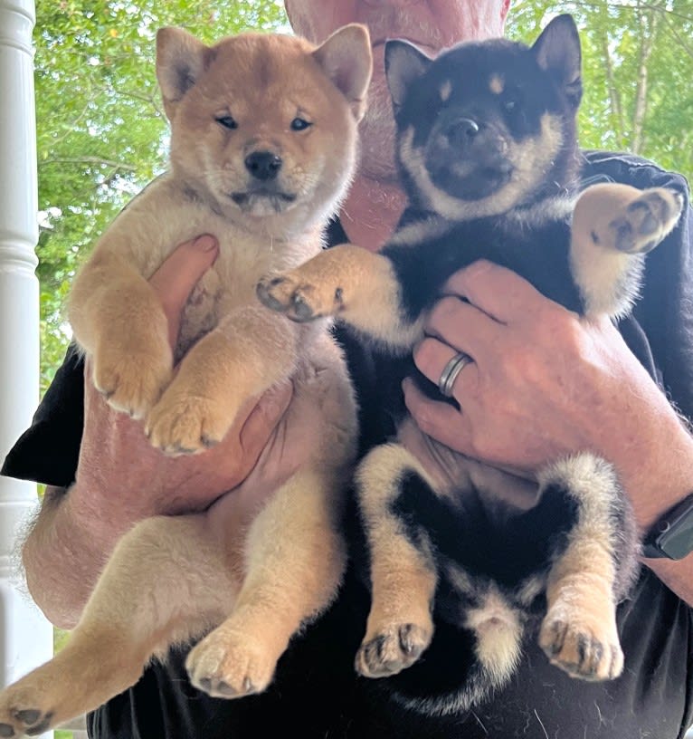 Bridger, a Shiba Inu tested with EmbarkVet.com