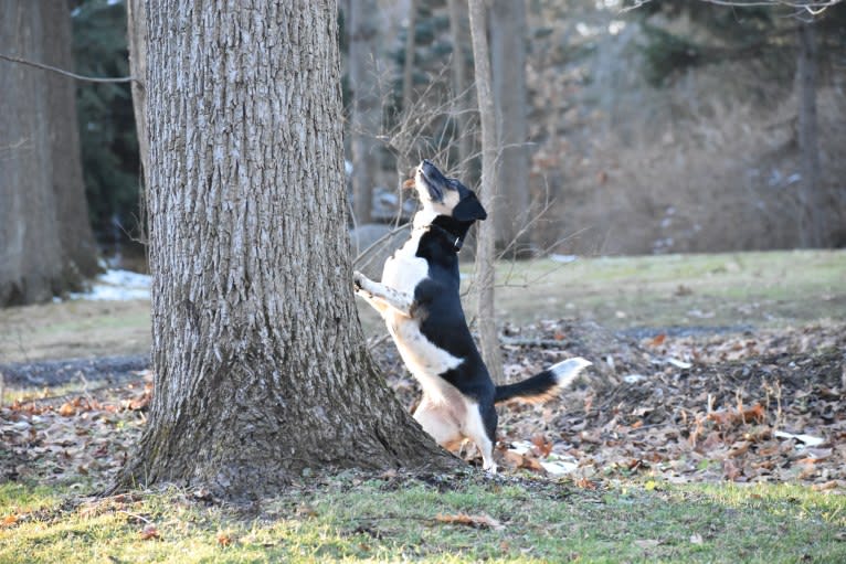 Annie, a Beagle and Australian Shepherd mix tested with EmbarkVet.com