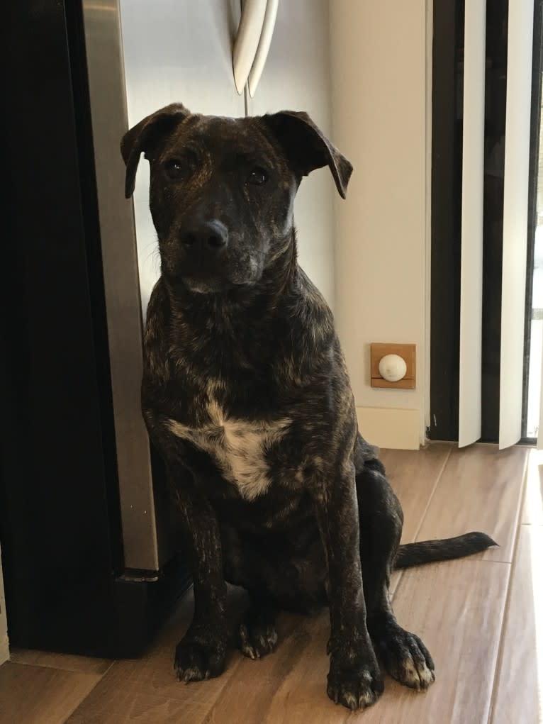 Ragu, an American Pit Bull Terrier and Siberian Husky mix tested with EmbarkVet.com