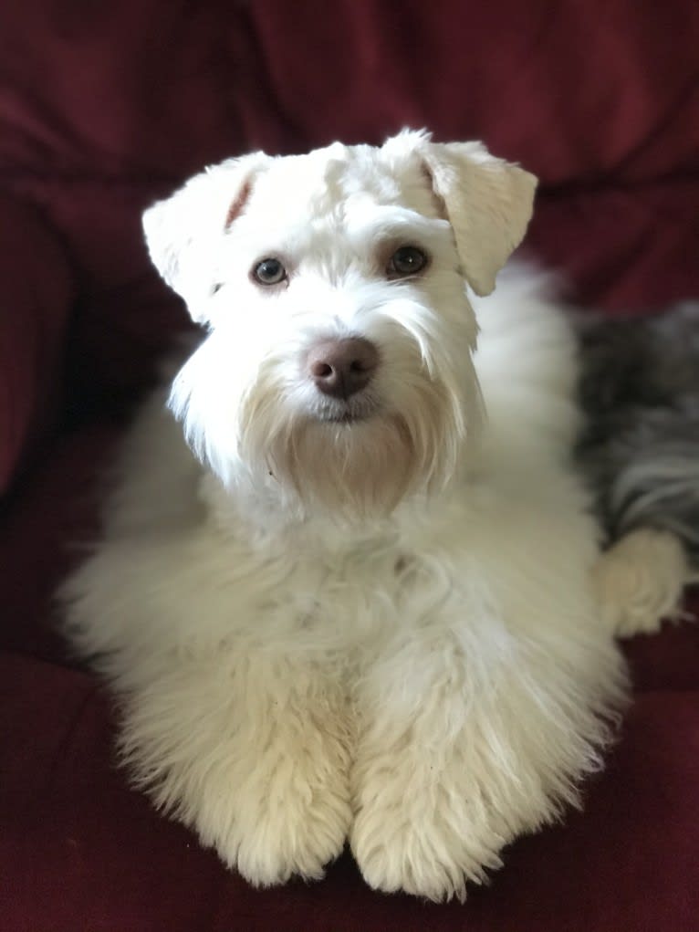 Watson, a Miniature Schnauzer tested with EmbarkVet.com