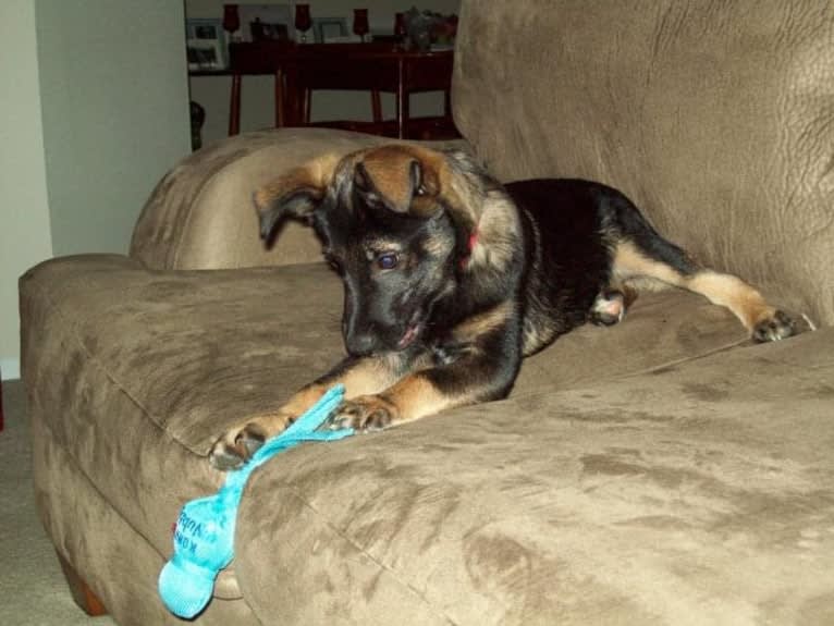 Brutus, a Norwegian Elkhound and Australian Cattle Dog mix tested with EmbarkVet.com