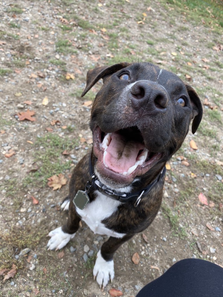 Yoshi, an American Bully and American Pit Bull Terrier mix tested with EmbarkVet.com