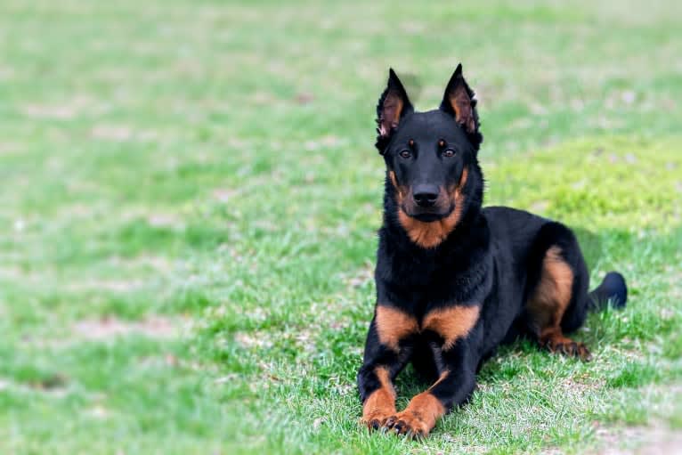 Ragar, a Beauceron tested with EmbarkVet.com