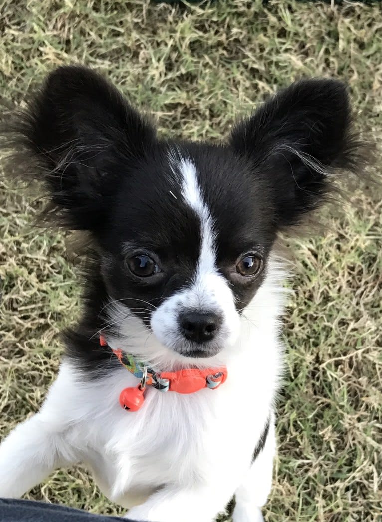 Scout, a Chihuahua tested with EmbarkVet.com