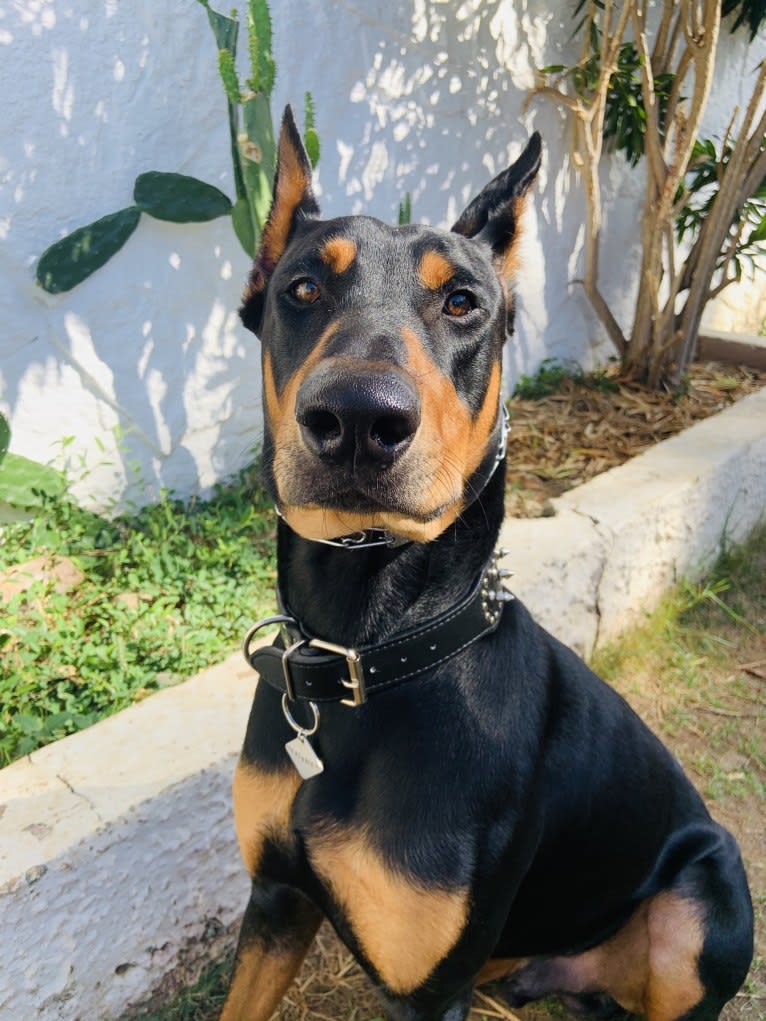 Castiel, a Doberman Pinscher and Rottweiler mix tested with EmbarkVet.com