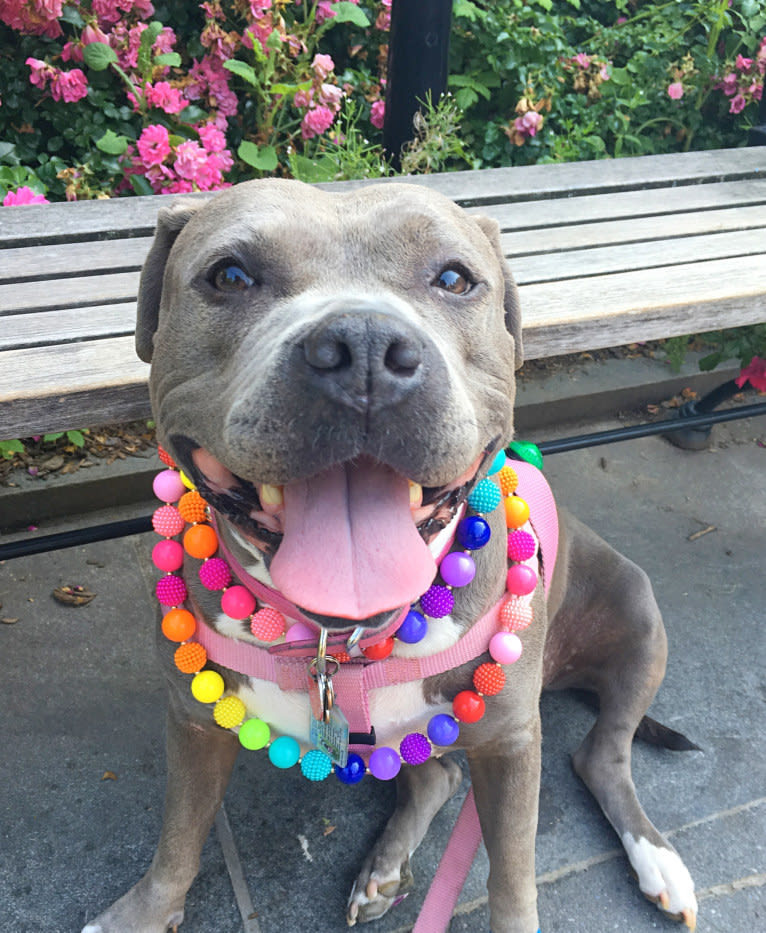 Stevie Nicks, an American Staffordshire Terrier tested with EmbarkVet.com