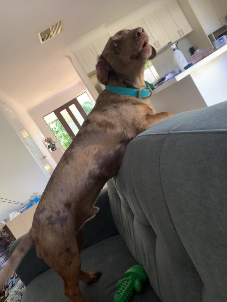 Otis, a Dachshund and Australian Kelpie mix tested with EmbarkVet.com