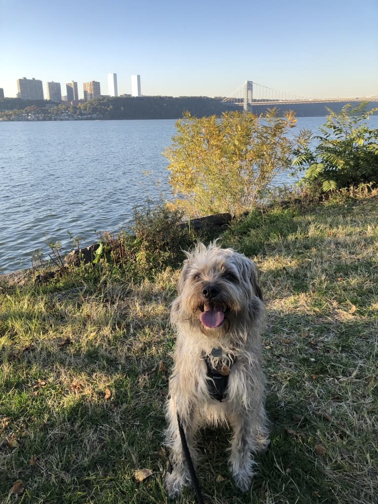 Juniper, an American Pit Bull Terrier and Australian Cattle Dog mix tested with EmbarkVet.com