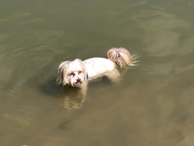 Max, a Chihuahua and Poodle (Small) mix tested with EmbarkVet.com