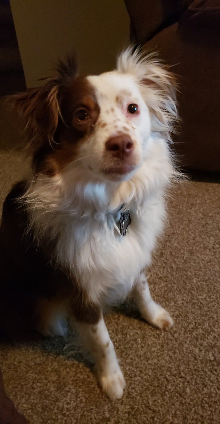 Berlin, an Australian Shepherd tested with EmbarkVet.com