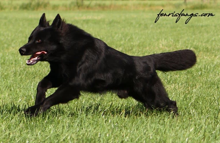 DARYUN, a German Shepherd Dog tested with EmbarkVet.com