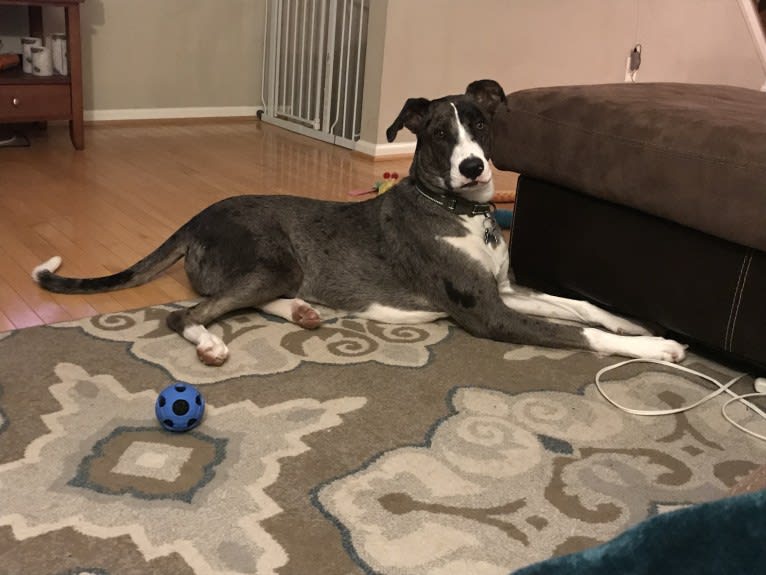 Rooney, a German Shepherd Dog and American Pit Bull Terrier mix tested with EmbarkVet.com