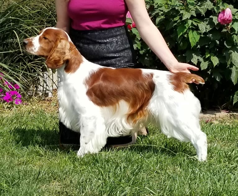 'Wynn' GCH Cryslen's Worth a Million RI TD SCN SIN SEN CGC TKA, a Welsh Springer Spaniel tested with EmbarkVet.com