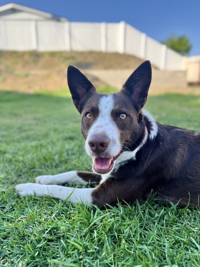 Margo, an Australian Cattle Dog and Border Collie mix tested with EmbarkVet.com