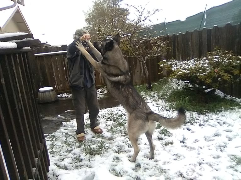 Kodiak, a Caucasian Ovcharka and German Shepherd Dog mix tested with EmbarkVet.com