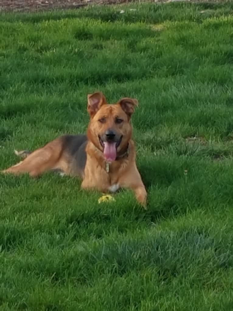 Sarge, a German Shepherd Dog and Rottweiler mix tested with EmbarkVet.com