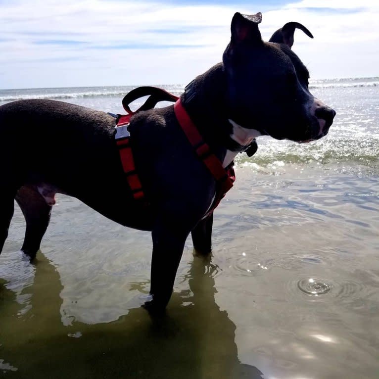 Asher, an American Bully tested with EmbarkVet.com