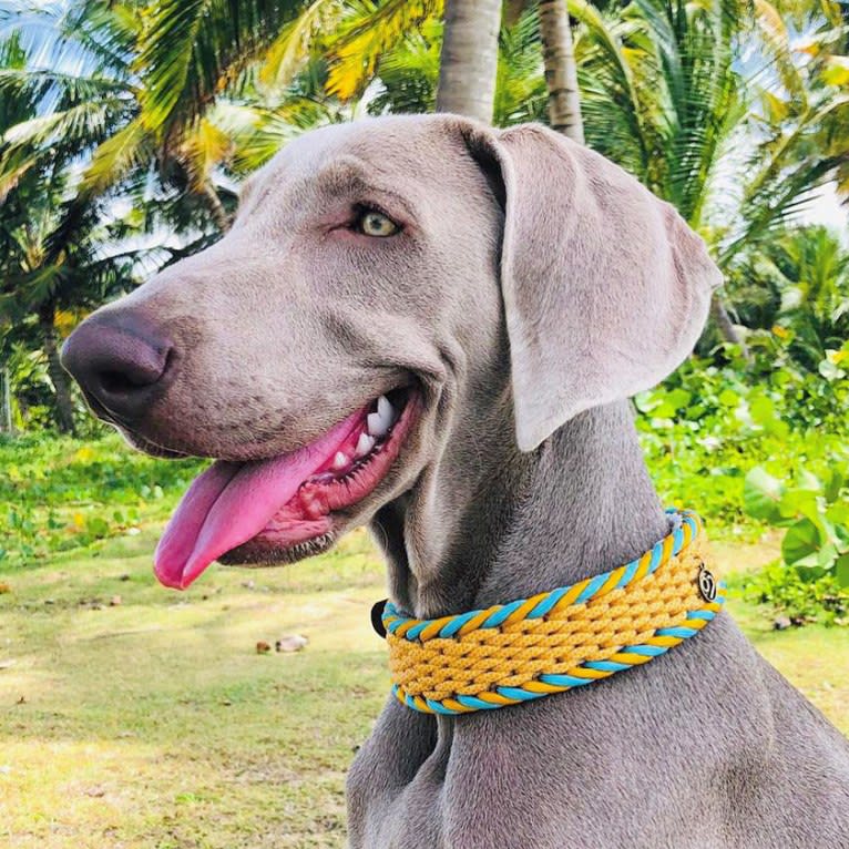 Arya the Weim, a Weimaraner tested with EmbarkVet.com