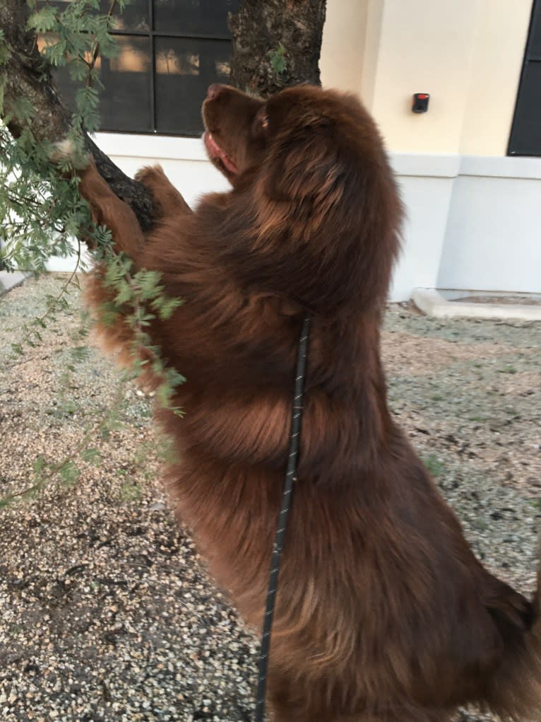 Rosey, a Newfoundland and Siberian Husky mix tested with EmbarkVet.com