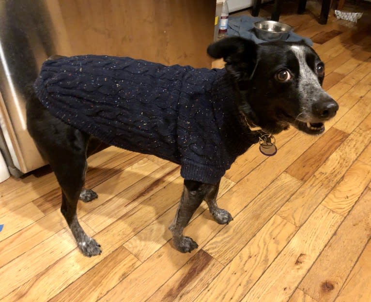 Mist, an Australian Cattle Dog and Australian Shepherd mix tested with EmbarkVet.com