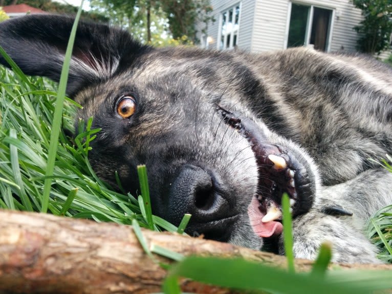 Achille, a German Shepherd Dog and Golden Retriever mix tested with EmbarkVet.com