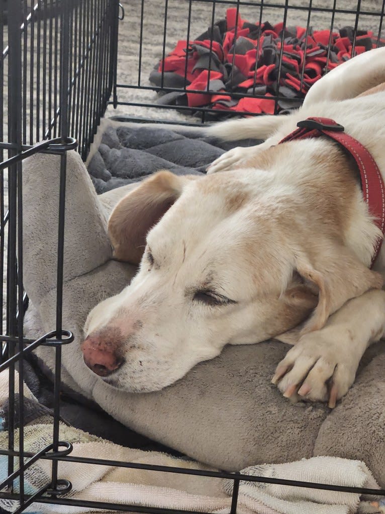 Lizzie, an American Foxhound tested with EmbarkVet.com