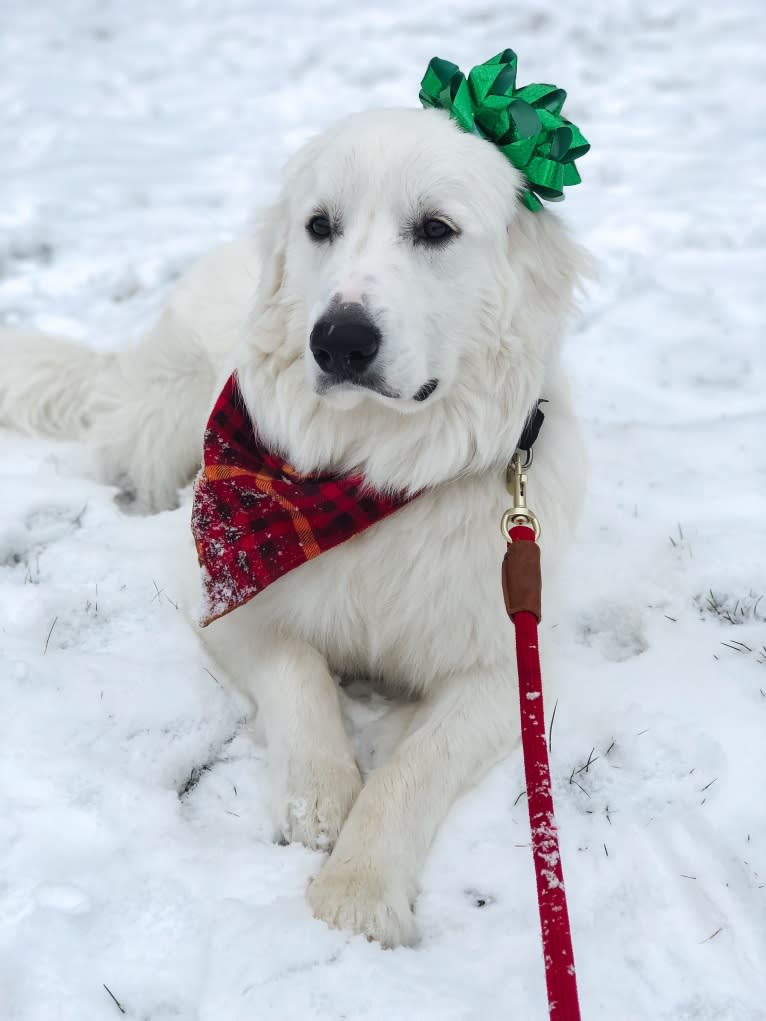 Finn, a Great Pyrenees and Beagle mix tested with EmbarkVet.com