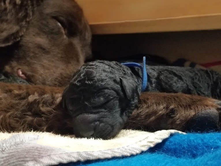 Wrighty, a Curly-Coated Retriever tested with EmbarkVet.com