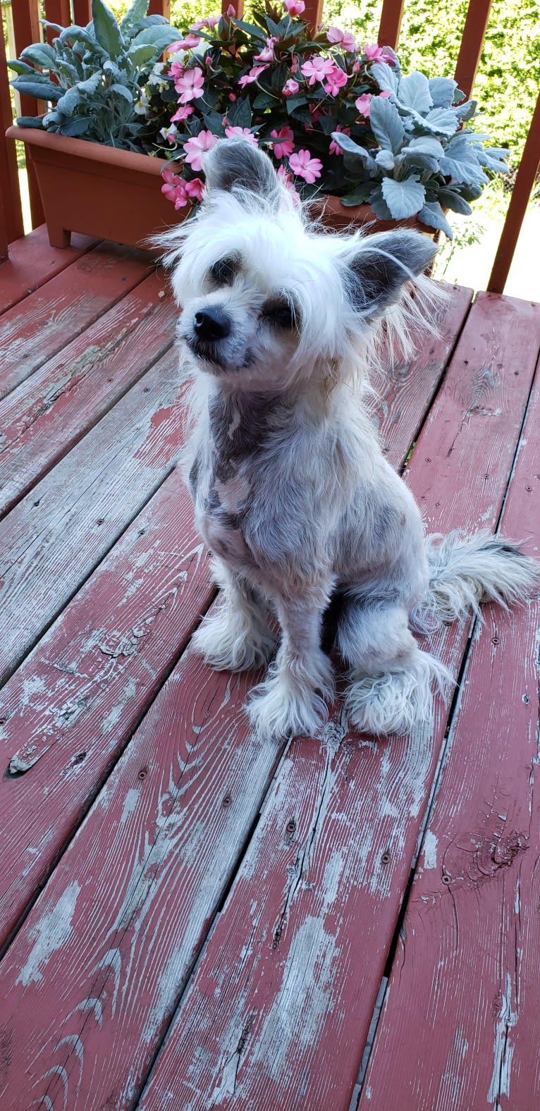 Janeway, a Chinese Crested tested with EmbarkVet.com