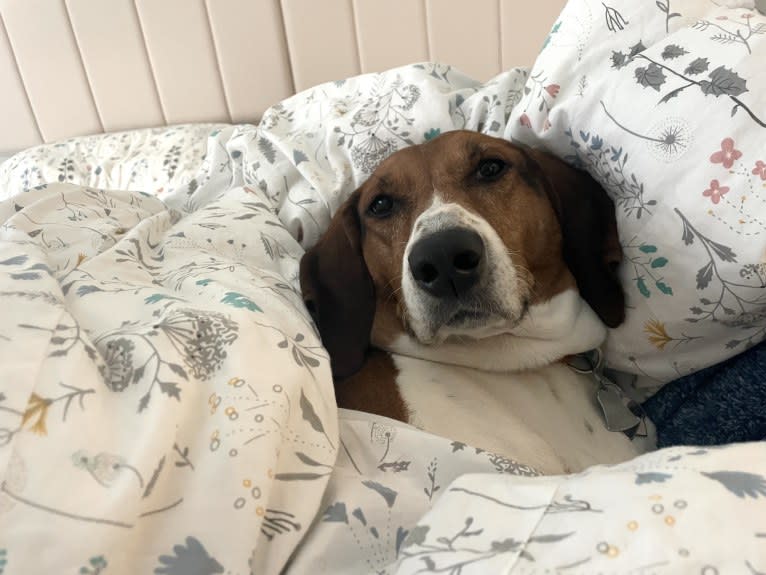 Roxy, a Treeing Walker Coonhound tested with EmbarkVet.com