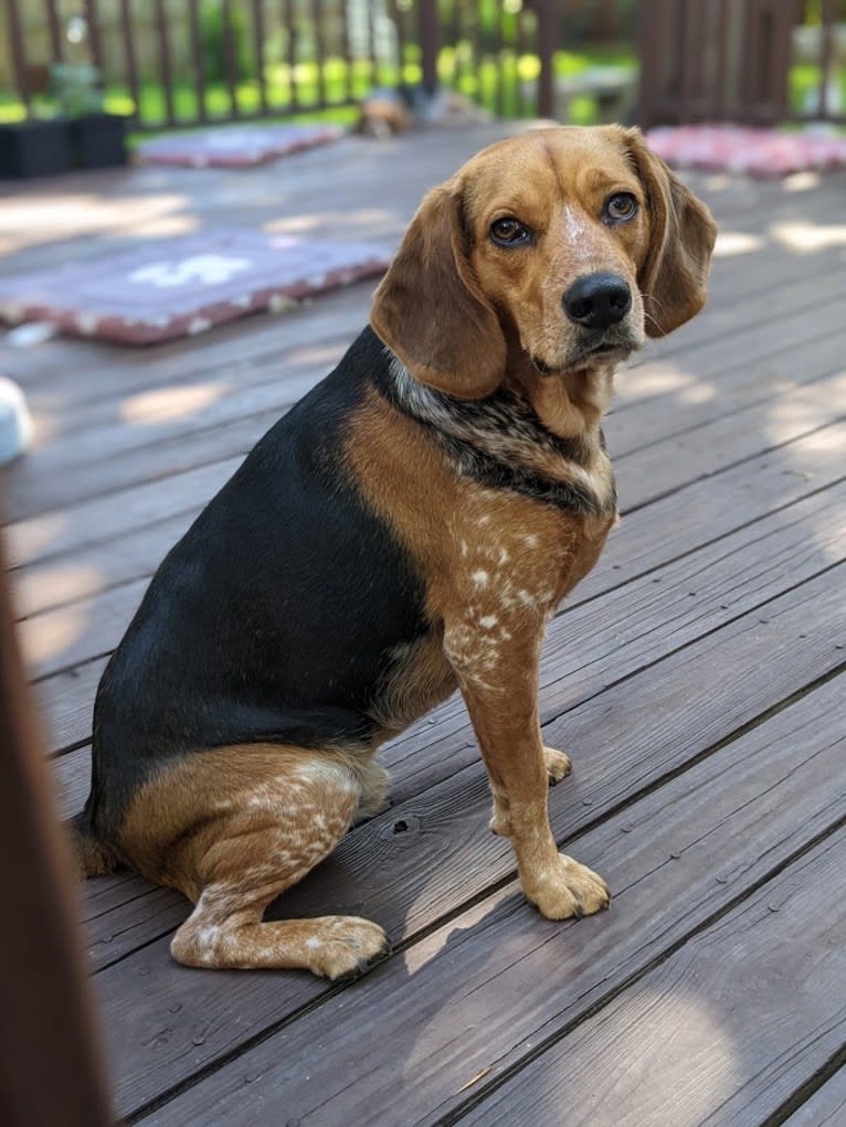 Ethan, a Beagle and Chinese Shar-Pei mix tested with EmbarkVet.com