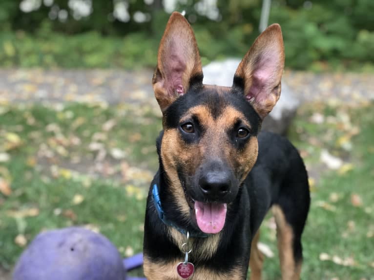 Marvin, a German Shepherd Dog and Miniature Pinscher mix tested with EmbarkVet.com