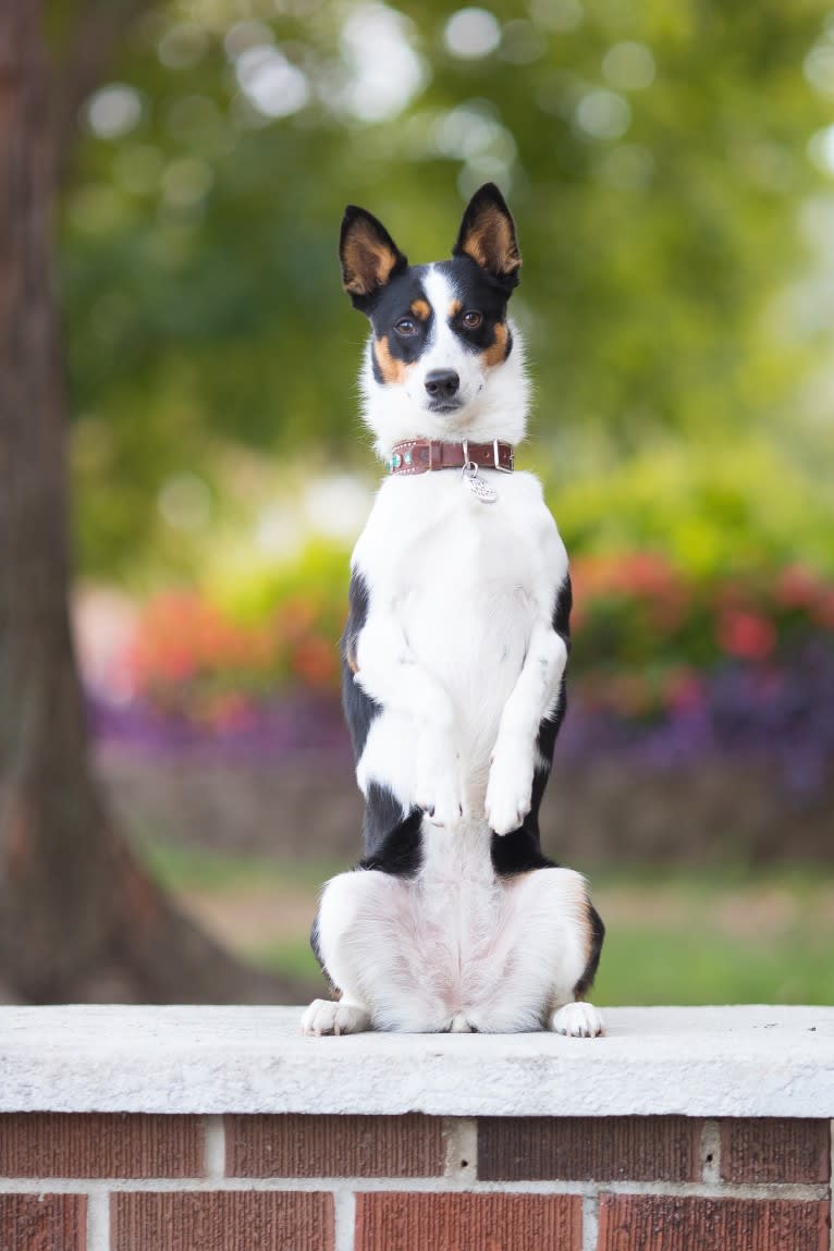 Fable, an Australian Cattle Dog and Siberian Husky mix tested with EmbarkVet.com