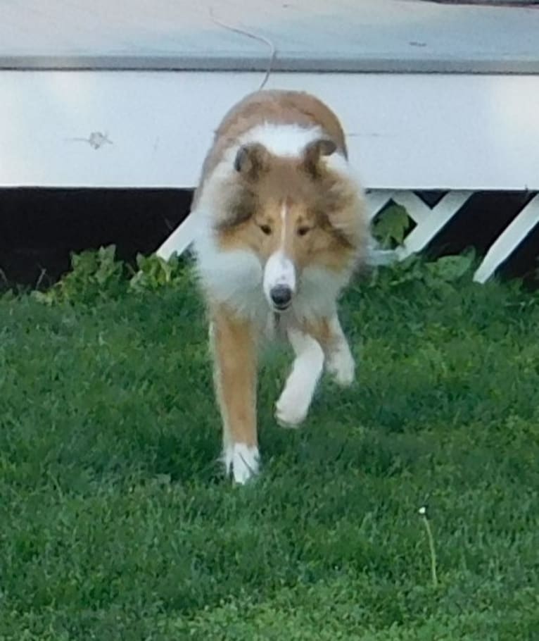 Pawsitively Paite, a Collie tested with EmbarkVet.com