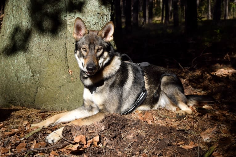 Jorah, a Siberian Husky and German Shepherd Dog mix tested with EmbarkVet.com