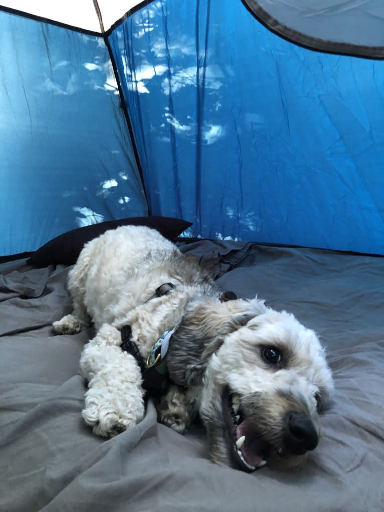 Chase, a Bichon Frise and Dachshund mix tested with EmbarkVet.com