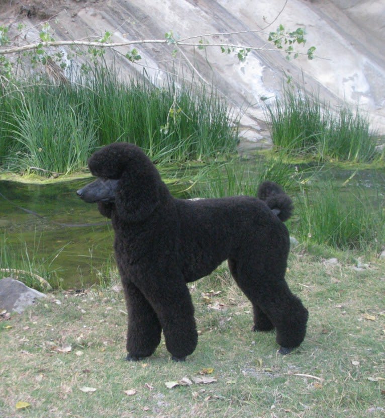 Sam, a Poodle (Standard) tested with EmbarkVet.com