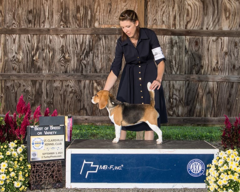 Amber, a Beagle tested with EmbarkVet.com