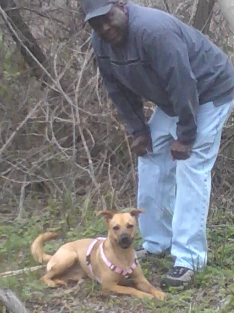 Choice, an American Pit Bull Terrier and Australian Shepherd mix tested with EmbarkVet.com