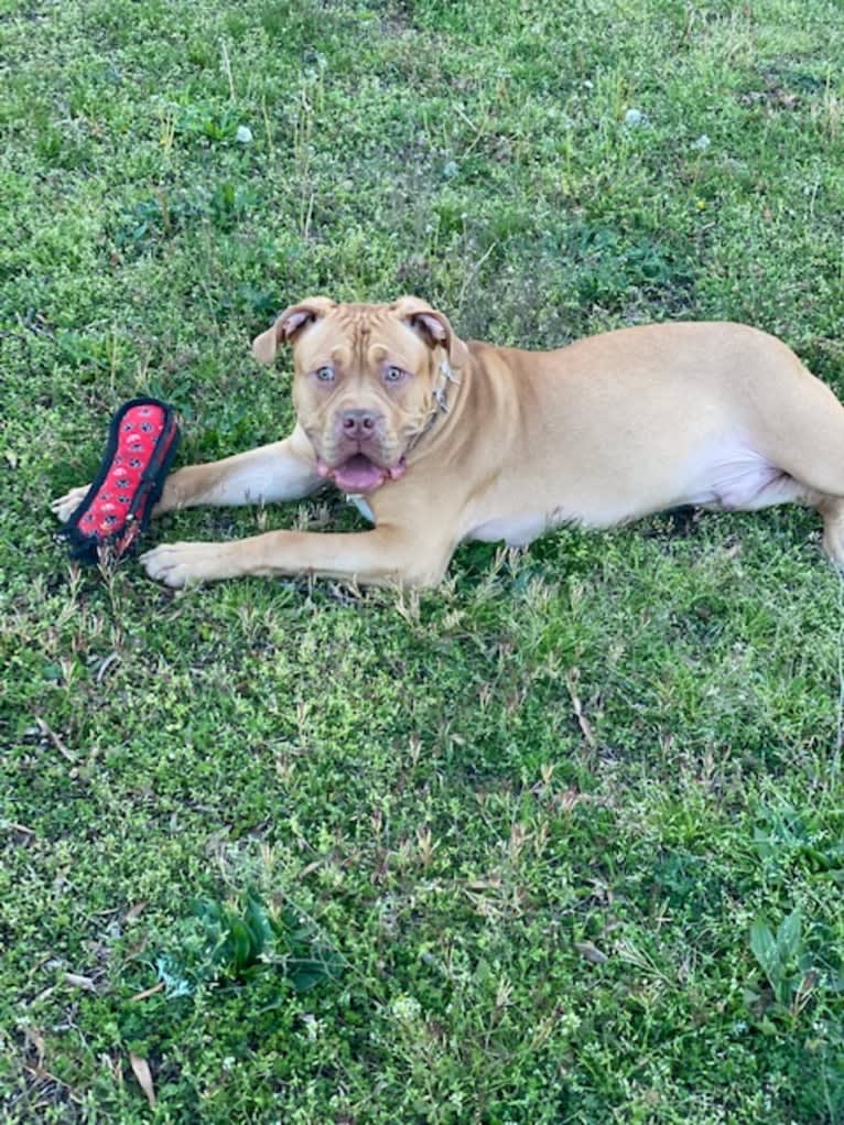 Simba, an American Pit Bull Terrier and American Bulldog mix tested with EmbarkVet.com