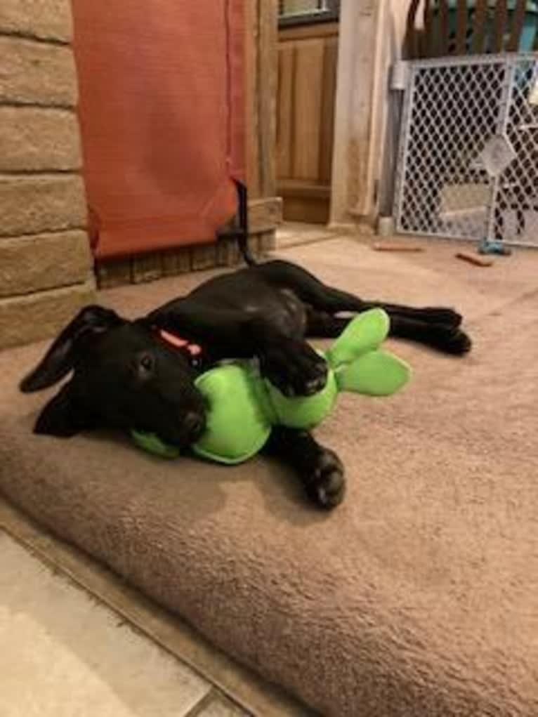 Baxter, a German Shepherd Dog and Great Dane mix tested with EmbarkVet.com