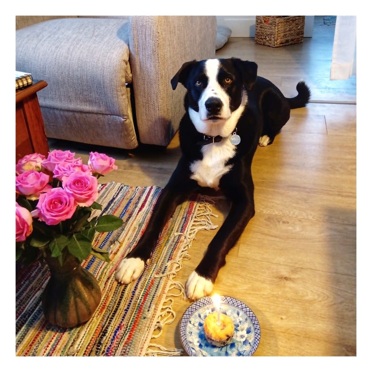 Whisky, an Australian Shepherd and Dalmatian mix tested with EmbarkVet.com