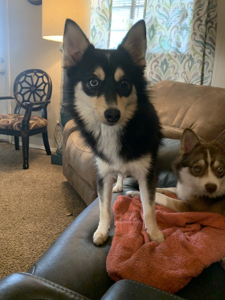 Penny, a Pomsky tested with EmbarkVet.com